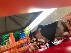 WhatsApp Image 2022-08-17 at 10.49.35